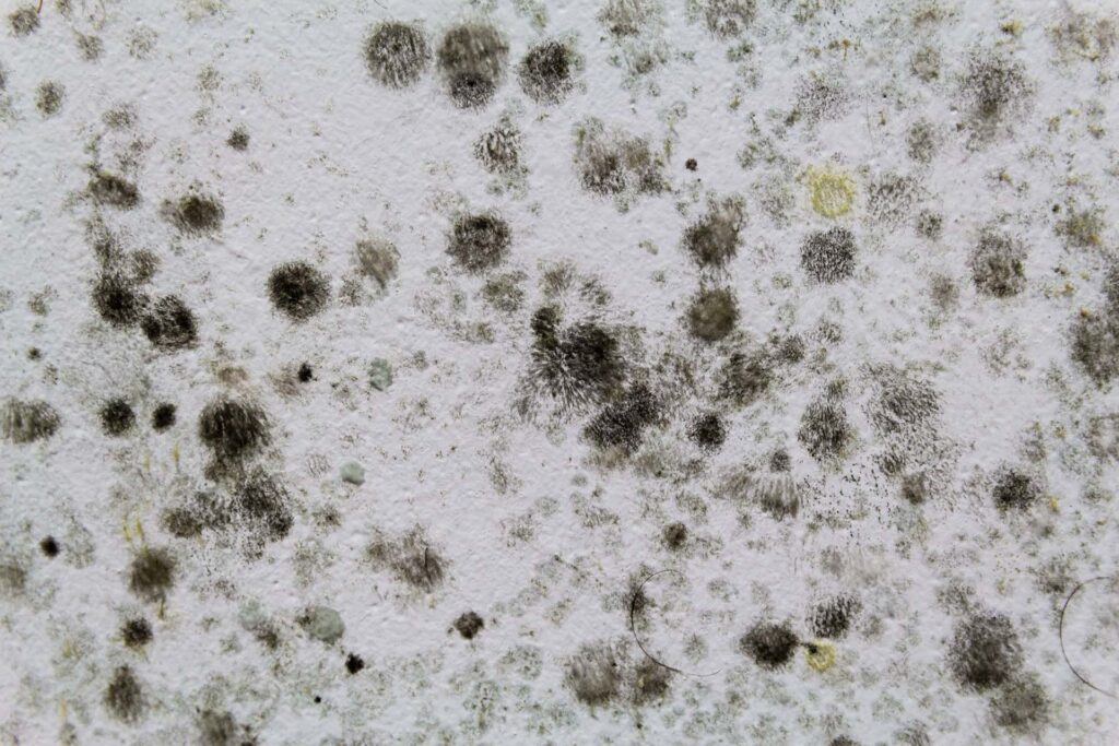 Mold Abatement Company in Metro Detroit MI